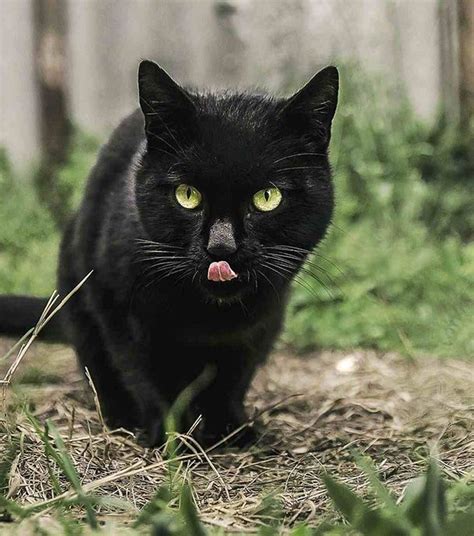 Voici Bonnes Raisons D Adopter Un Chat Noir Chat Noir Animaux