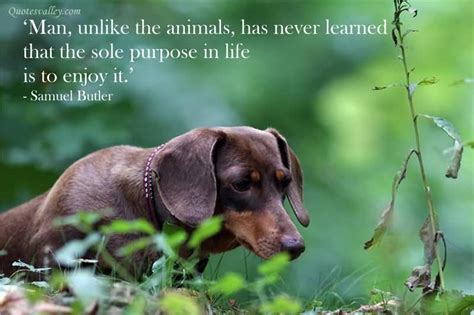 See more ideas about compassion quotes, animals, compassion. Quotes about Animal kindness (29 quotes)