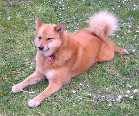 Finnish Spitz Dog Breed Information And Pictures