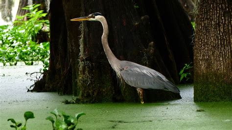 Download Free Photo Of Bayou Bird Marsh Louisiana Wild From