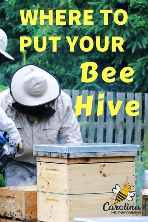 Take a look at our tips for setting up your own backyard beehive. Finding the Best Location for Your Hive (With images ...