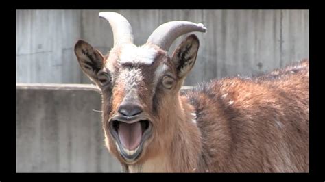 This year — the year of the goat — was no exception, as an announcement on the website publimetro made clear in 2003 (the chinese zodiac's year of the goat), a group of cubs fans headed to houston with a billy goat named virgil homer and attempted to gain entrance to minute. Funny Goats Video - Goats Funny Yelling - YouTube