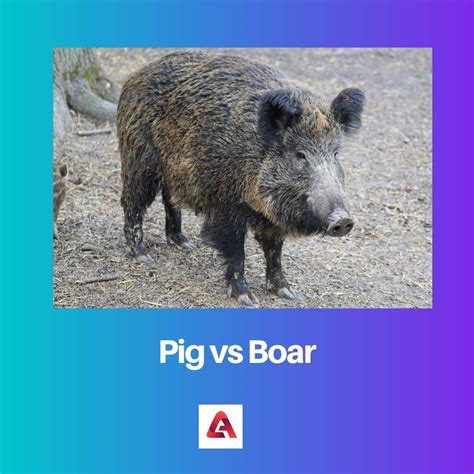 Pig Vs Boar Difference And Comparison