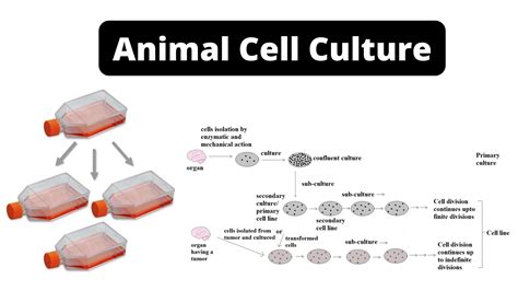 Animal Cell Culture Types Application Advantages And Disadvantages
