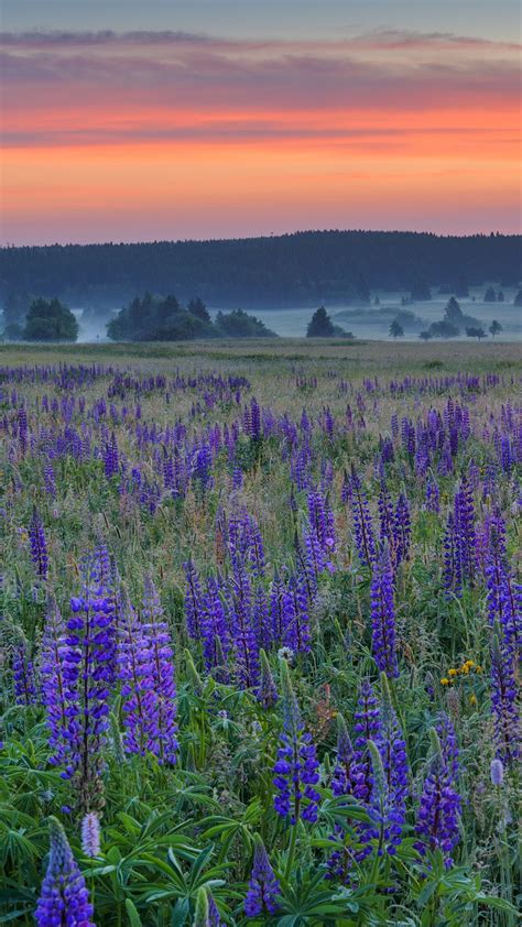 Field Of Lupins With Red Sky In The Morning Bavarian Rhön Nature Park