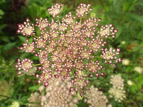 Photo Of The Bloom Of Queen Anne S Lace Daucus Carota Purple Kisses