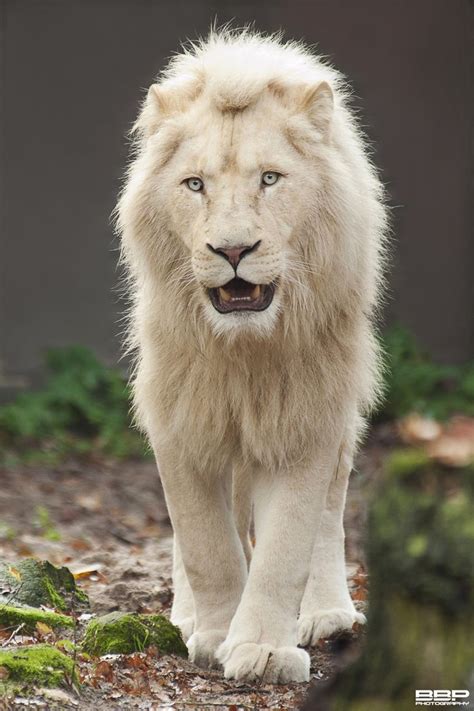 White Lion Animals Wildlife Pinterest Lion And White
