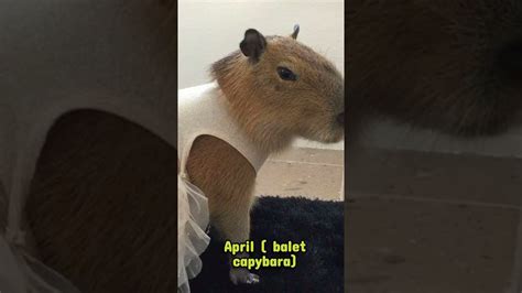 Your Month Your Capybara Shorts Capybara Capybaras Uwu Youtube