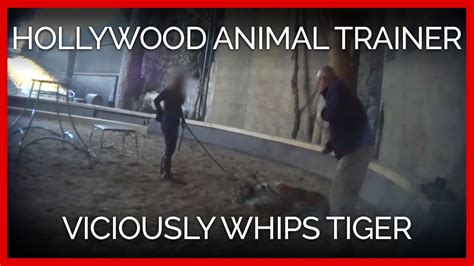 Hollywood Animal Trainer Viciously Whips Young Tiger Youtube