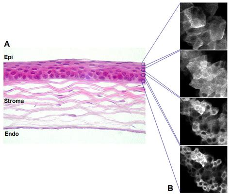 Structure Of The Cornea And Corneal Epithelium A H And E Staining