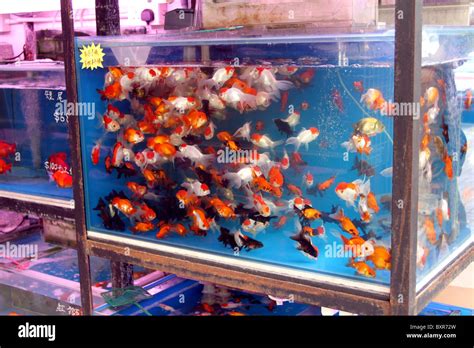Golden Fish Store Al Manamah 33244122