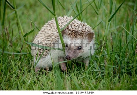 Dwarf Porcupine On Grass Sunset Park Stock Photo 1419487349 Shutterstock