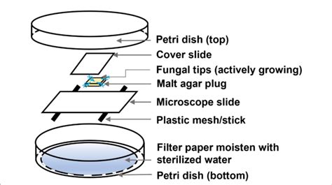 Figure Expanded View Of The Fungal Slide Culture For Microscopic