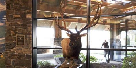 The Archery World Record Elk Is Now On Display For All To See ⋆ Outdoor