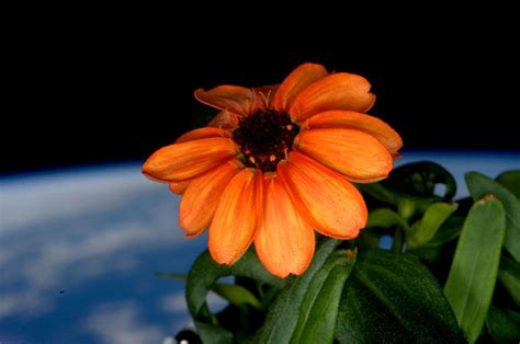 Plants In Space Photos By Gardening Astronauts Space