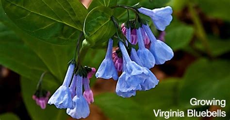 How To Grow Virginia Bluebells Gardentipshub