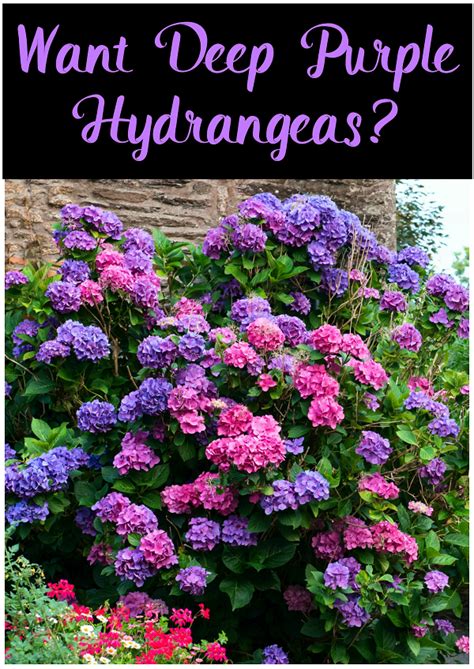 Dividing And Transplanting Hydrangeas A Comprehensive Guide Artofit