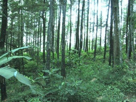 Karangan Pemeliharaan Hutan Maksud Pemeliharaan Dan