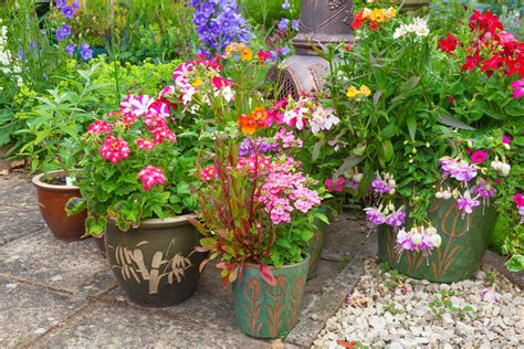 10 Best Plants For Container Gardens Garden Patch