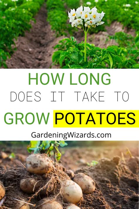 How Long Does It Take to Grow Potatoes: Grow a Healthy Yield of ...