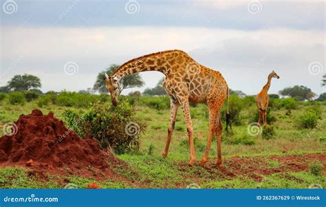 Toma De Las Jirafas Nubias Camelopardalis Giraffa En La Naturaleza