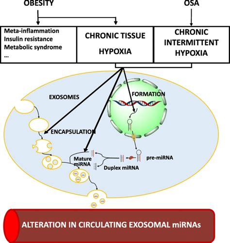 Hypothetical Relationship Between Chronic Tissue Hypoxia Due To Obesity