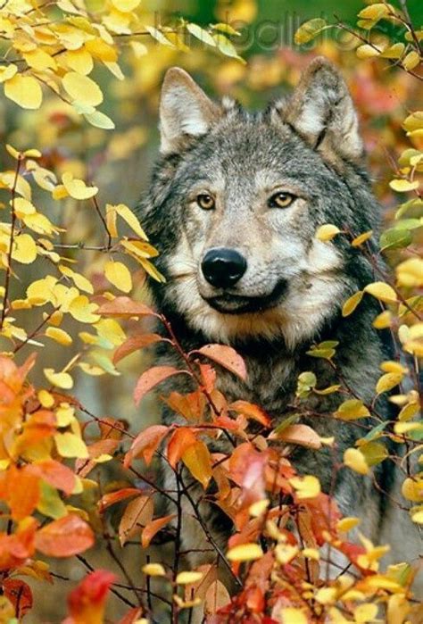 My Misty Morning Wolves Wolf Animals Wild Wolf