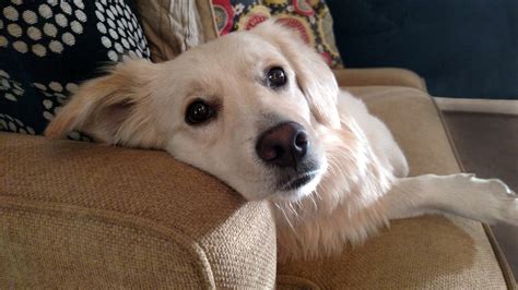 Free Cute White Dog On Couch Stock Photo