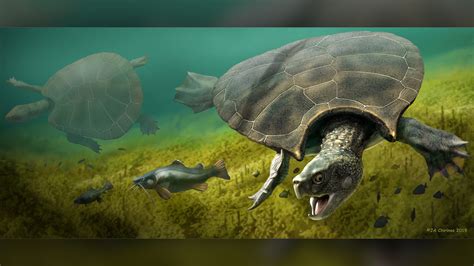 This May Be The Biggest Turtle That Ever Lived Live Science