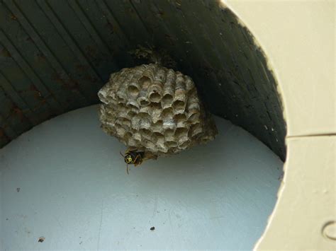 Hoornaars vallen u normaal gesproken niet lastig. File:APG Hornet nest.jpg - Wikimedia Commons