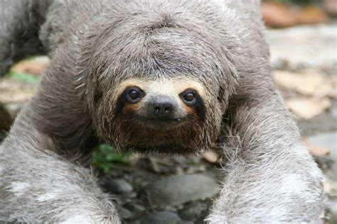 Sloth Sloth Cute Sloth Pictures Baby Sloth