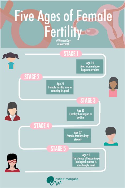 The 5 Stages Of Womens Fertile Life Institut Marquès