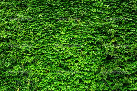 Green Ivy Wall Stock Photo By ©leungchopan 30040985