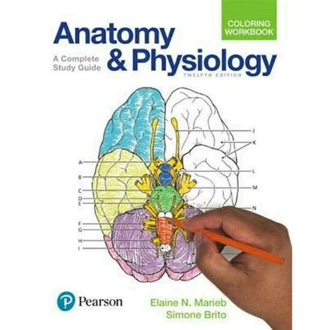 Anatomy And Physiology Chapter 1 Study Guide Pdf Winfred Leung
