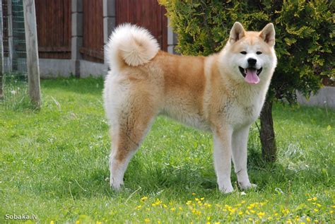 Akita Inu O Akita Japonés Características Carácter Y Salud Con Fotos