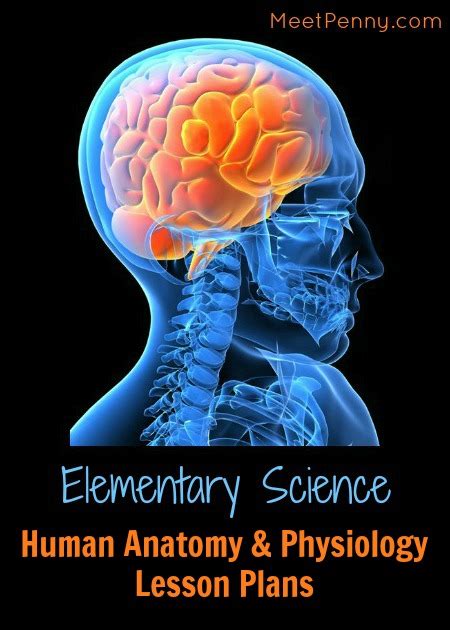 Free Human Anatomy And Physiology Lesson Plans