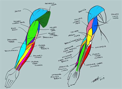 Arm Anatomy Reference Sheet By Https Deviantart Com Robertmarzullo On Deviantart Arm