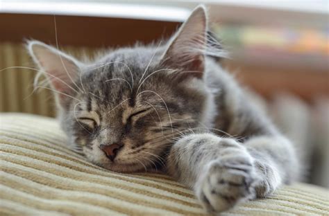 Although kittens sleep a lot, they do not remain completely inactive. Why Do Cats Sleep So Much? Decoding This Behavior Right Here