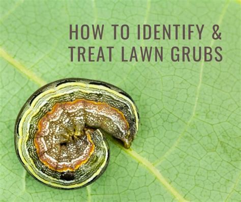 How To Identify And Treat Lawn Grubs Wild Horse Turf