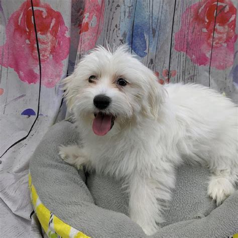 Coton De Tulear Dog White Id4985 Located At Petland Monroeville