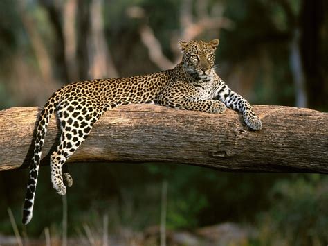 Wallpaper Animals Nature Grass Wildlife Big Cats Leopard Jaguar
