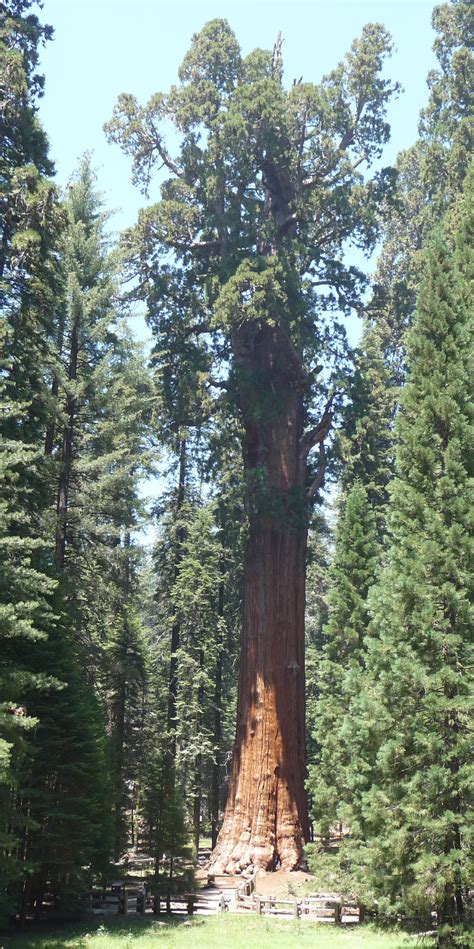 Filesequoia National Park General Sherman Tree