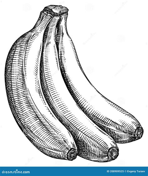 Engrave Isolated Banana Hand Drawn Graphic Illustration Stock