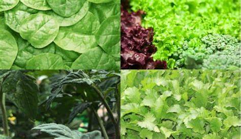 Vegetable Identification By Leaf - Gardening Dream