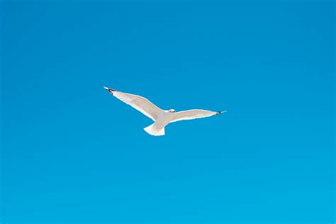 White Seagull Flying In Blue Sky In Daylight · Free Stock Photo
