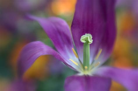 How To Use Selective Focus Setting For Macro Photography