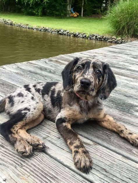 Born In May Catahoula Leopard Dog Leopard Dog Puppies