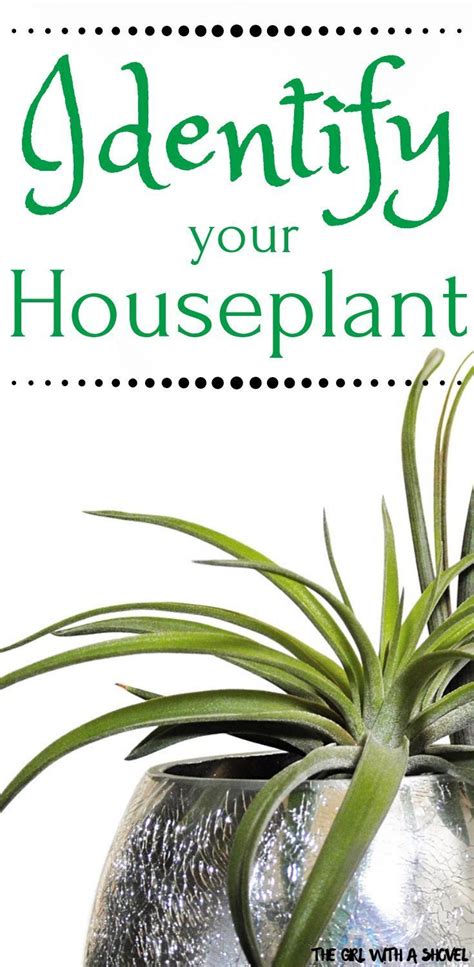 Indoor Plant Identification Identify Your Houseplant Interior