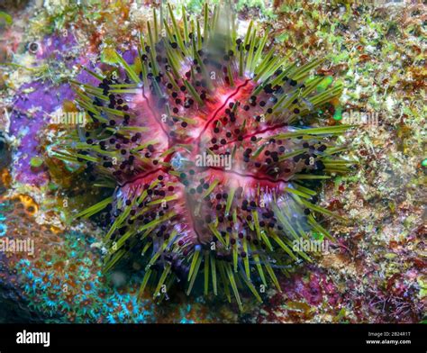 Class Echinoidea Hi Res Stock Photography And Images Alamy