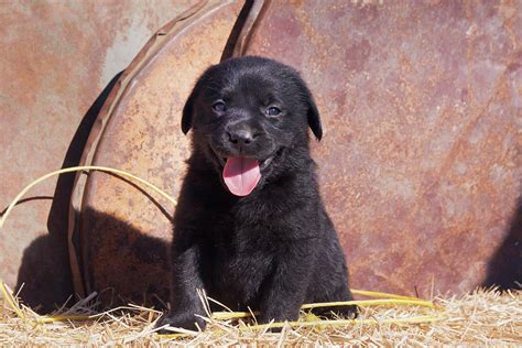 Black Labrador Retriever Puppy Portrait Photograph By Zandria Muench